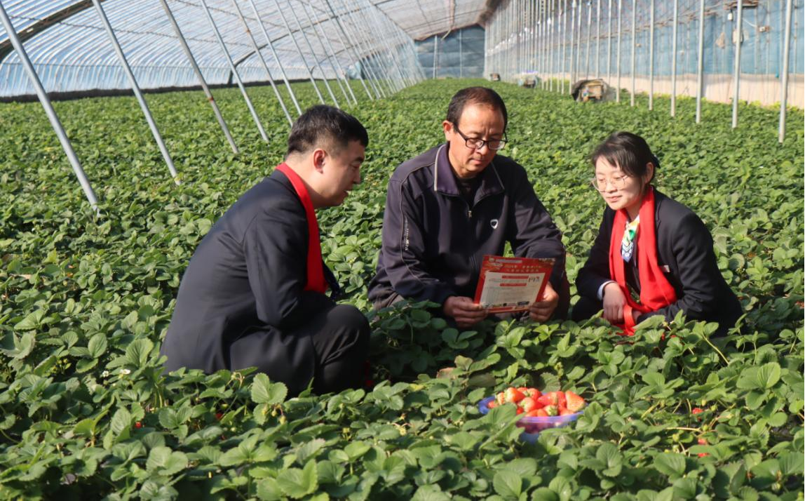 工作人员深入草莓大棚了解草莓种植户金融需求.png